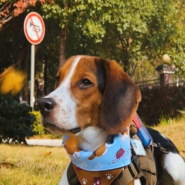 Cute Dog Bandanas